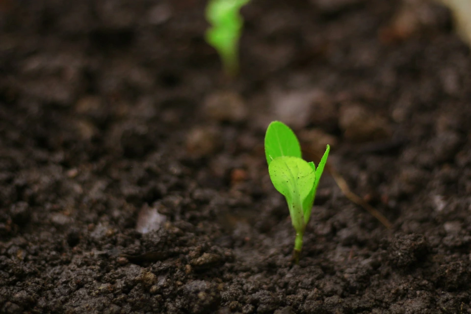 a close up of a small green plant in soil